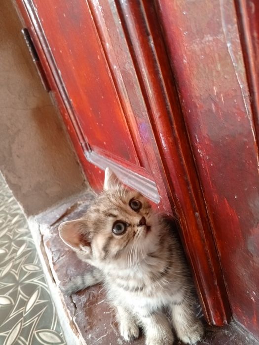 2oylik mushukchalar sotiladi