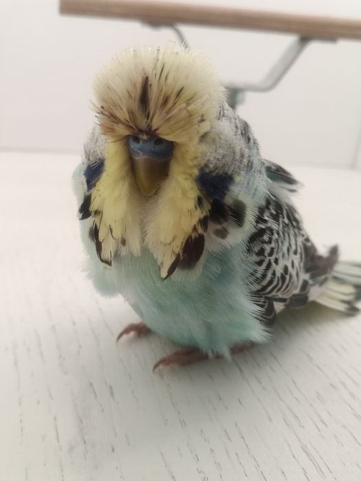 Perusi standard si hagoromo inelati+documentatie