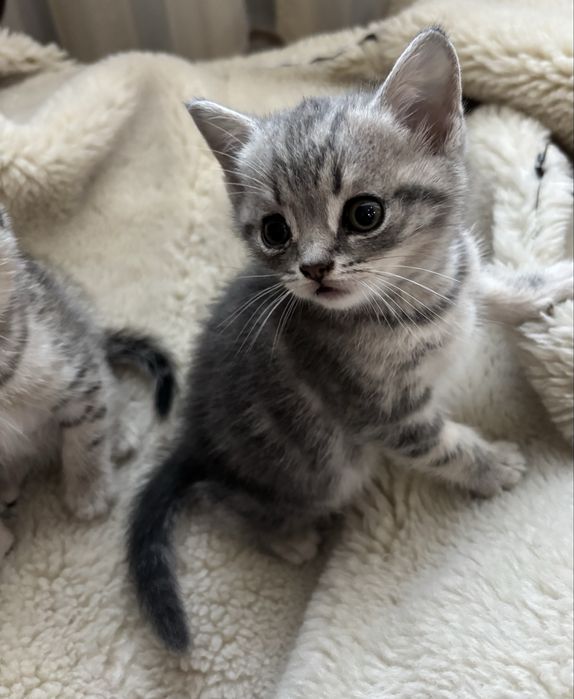 Продам шотландских котят
