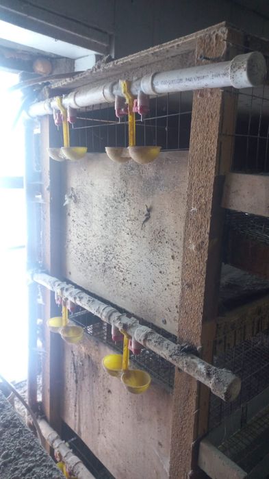 Клетки для перепелок