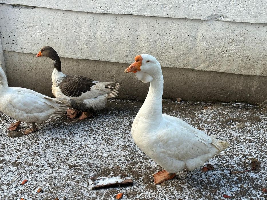 holmogor gâște de vânzare