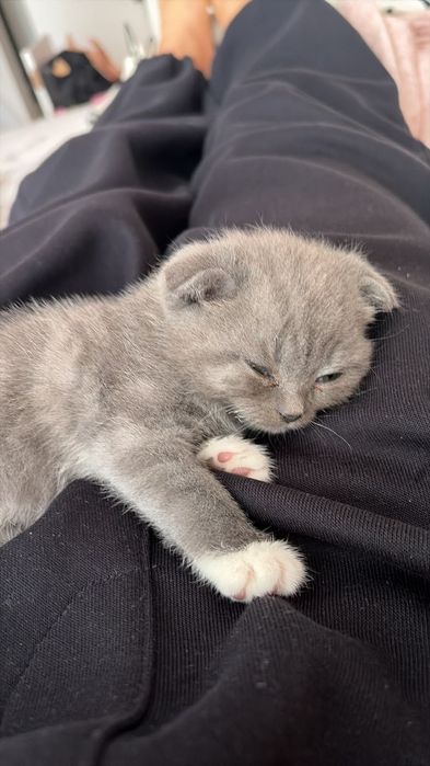 Котенок шотландский вислоухии