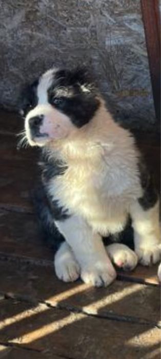 Продается щенок алабай