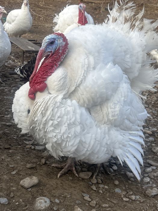 Продам Индуки биг 6
