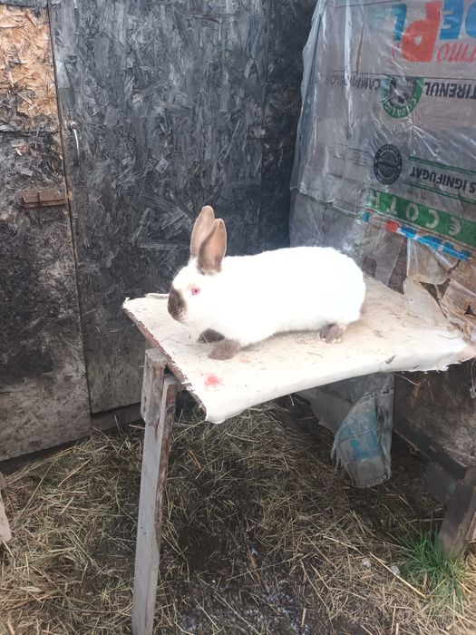 Femele rasa californian