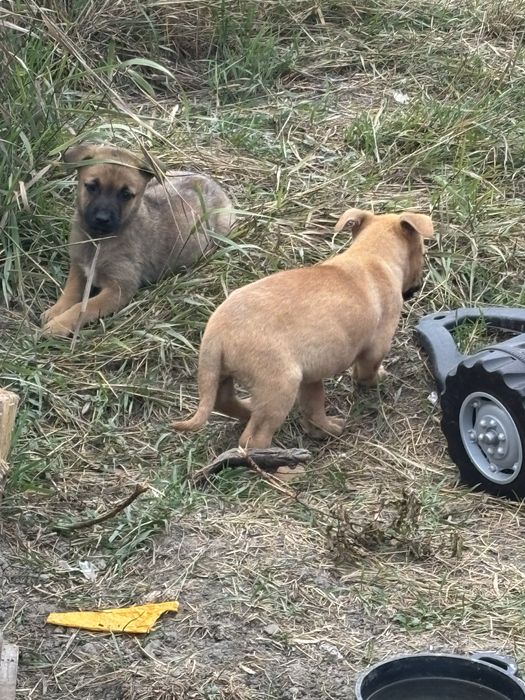 Donez pui metis (ciobanesc belgian malinois)