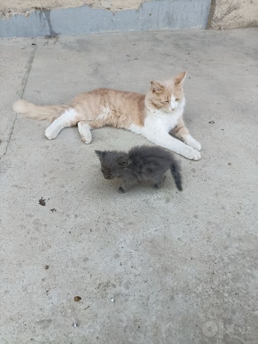 Котята и кошки милые
