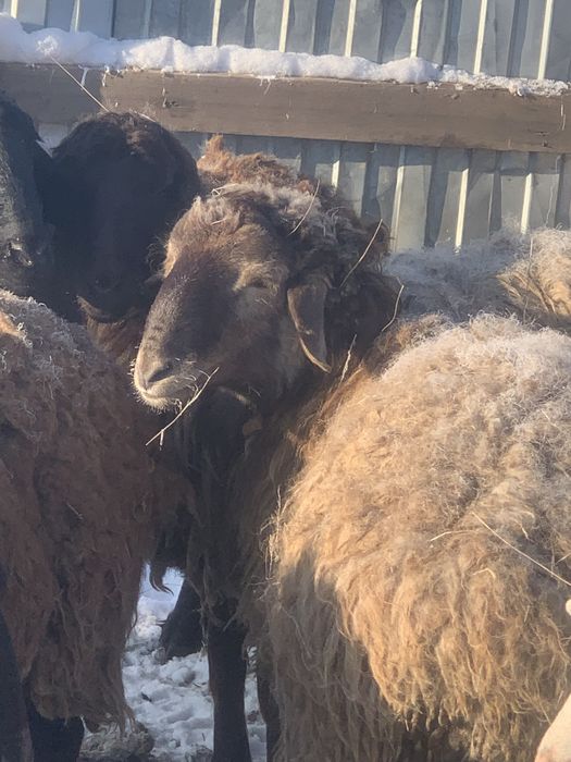 Продается кошкар