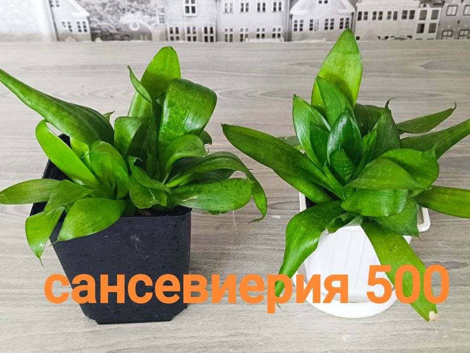 Продам недорого цветы
