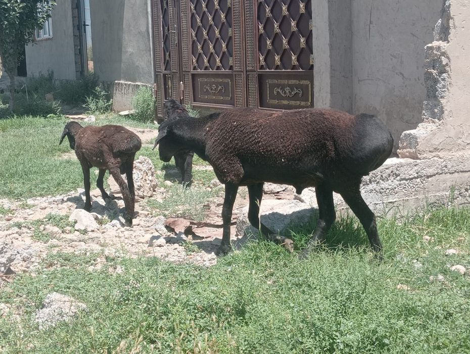 Дау Қошқар сатылады