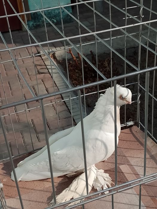 Продам голуби тараз