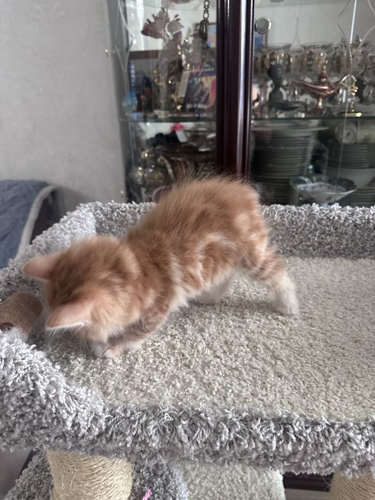 Продам котенка курильского бобтейла
