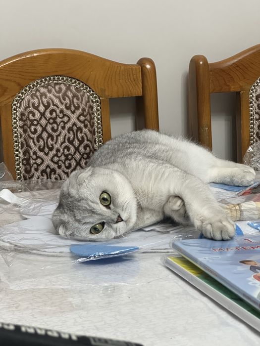 Ищем кота на вязку срочно!