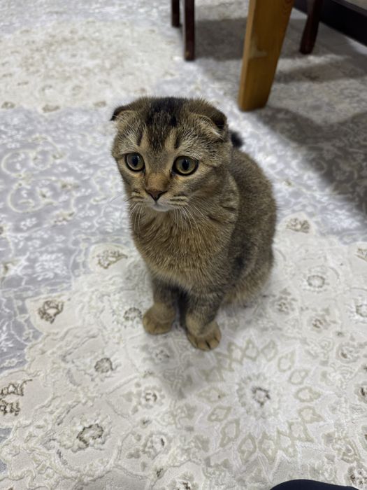 Золотоя Шиншилла Шотландский Фолд