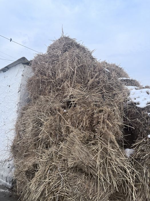 Қамыс прес.