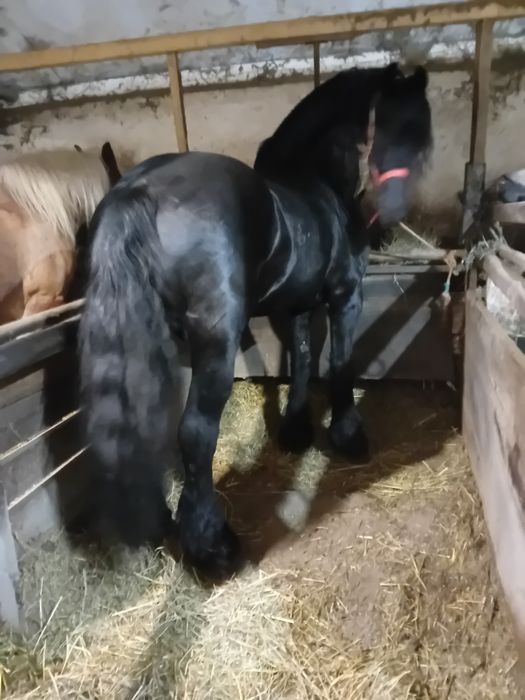 Armasar frizian de vânzare sau schimb