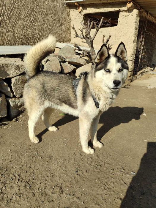 Haski toza sibirskiy 1yoshlik