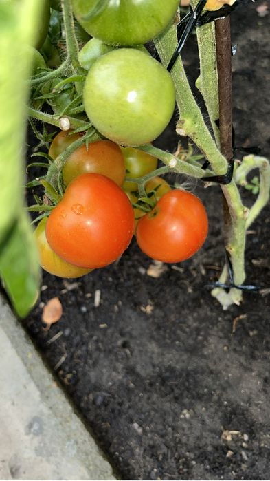 Продам помидоры   Перец сладкий.  Баклажаны