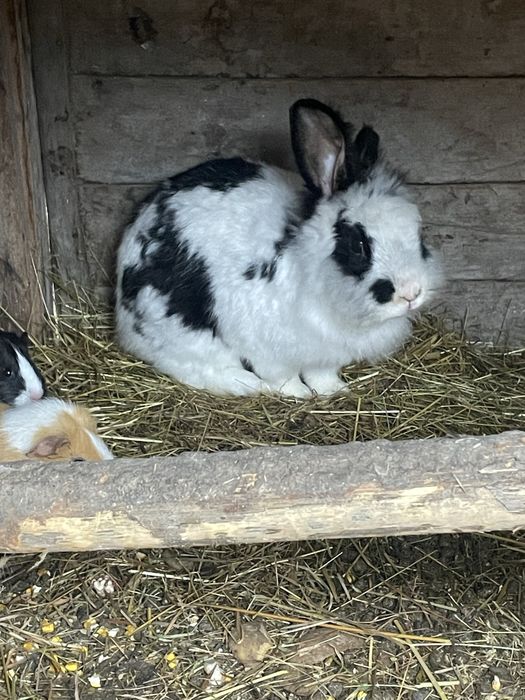 Vand iapuroaica si porcusori de guineea sau schimb