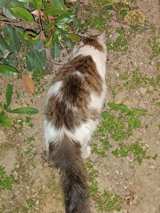 Бело-серая пушистая кошка ищет любящих хозяев