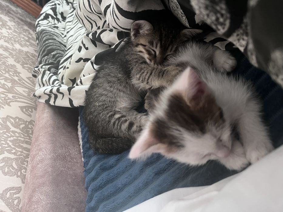 Марғау,котенок 2 ұл