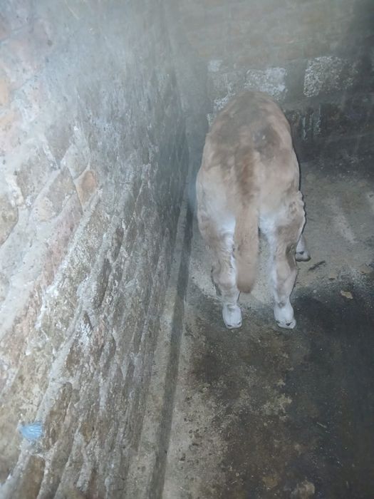 Vind vitea de trei  zile