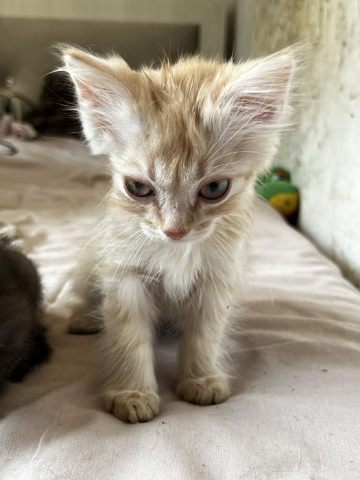 Продам красивых котят