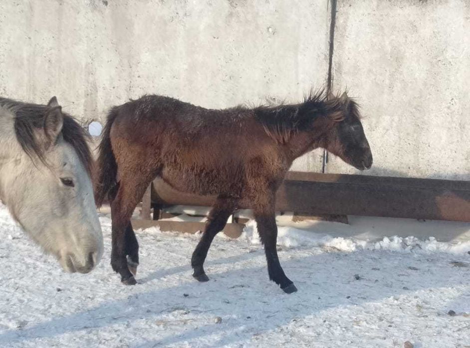 Продам согым, 5 лошадей