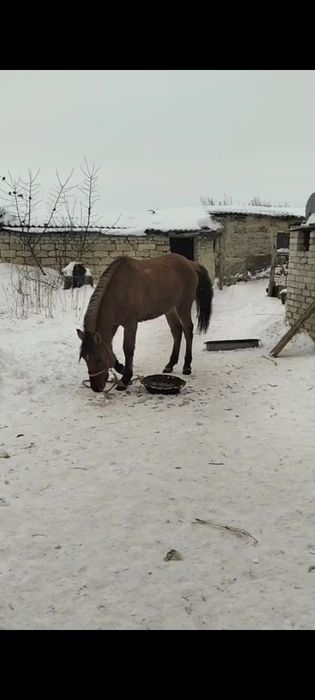 Мз кунан сатылады