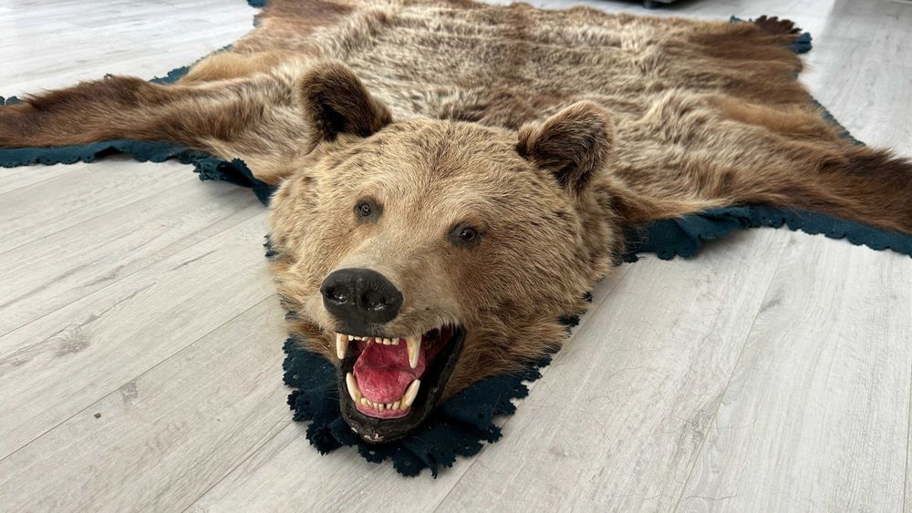 Trofeu covor blana urs