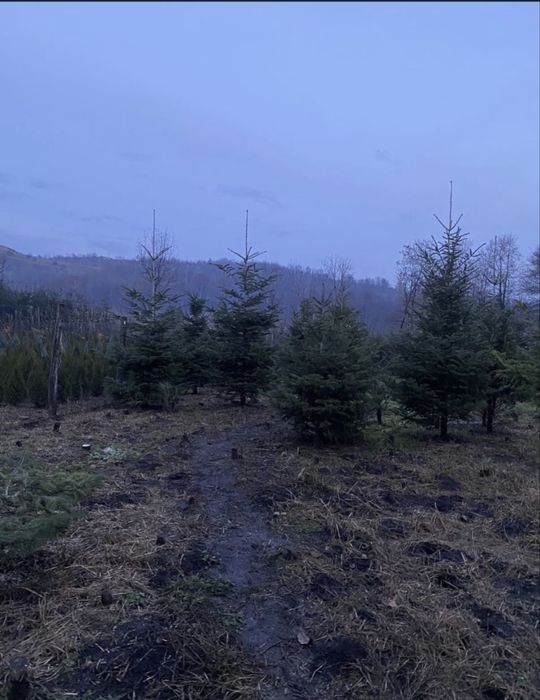 Brad de craciun /nunta ,crengute brad , brad argintiu molid,douglas