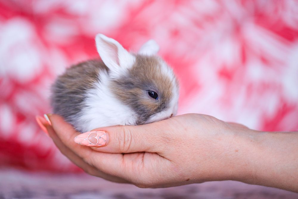 Белые кролики из питомника