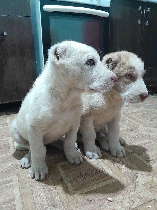 Щенки Алабай Породистые