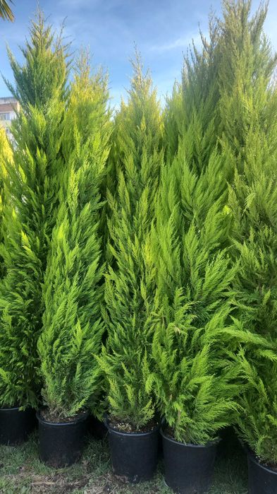 Leylandii, Arizonica, Goldcrest gard viu la ghiveci