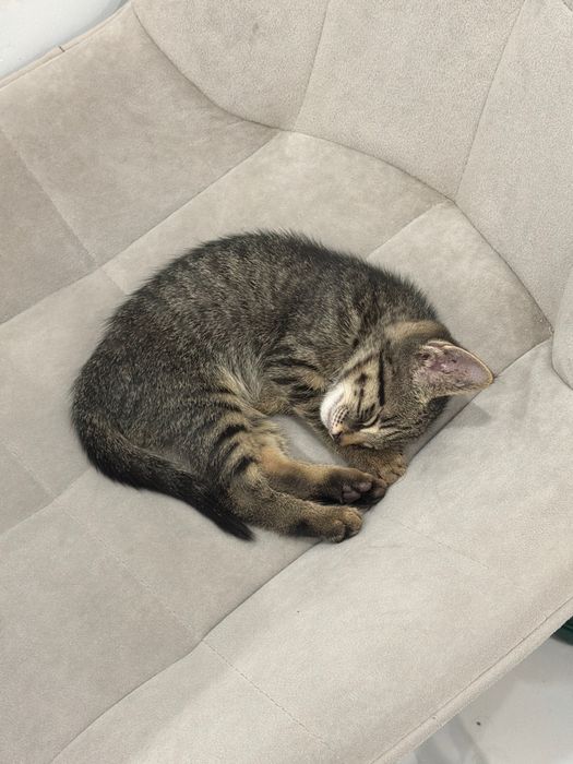 Котенок в добрые руки