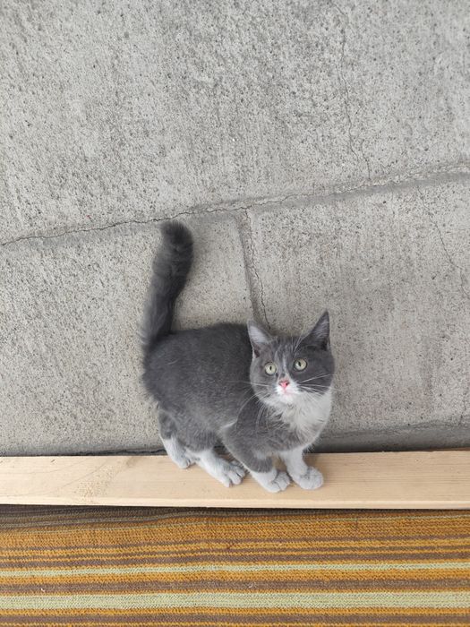 Отдам котенка в добрые руки