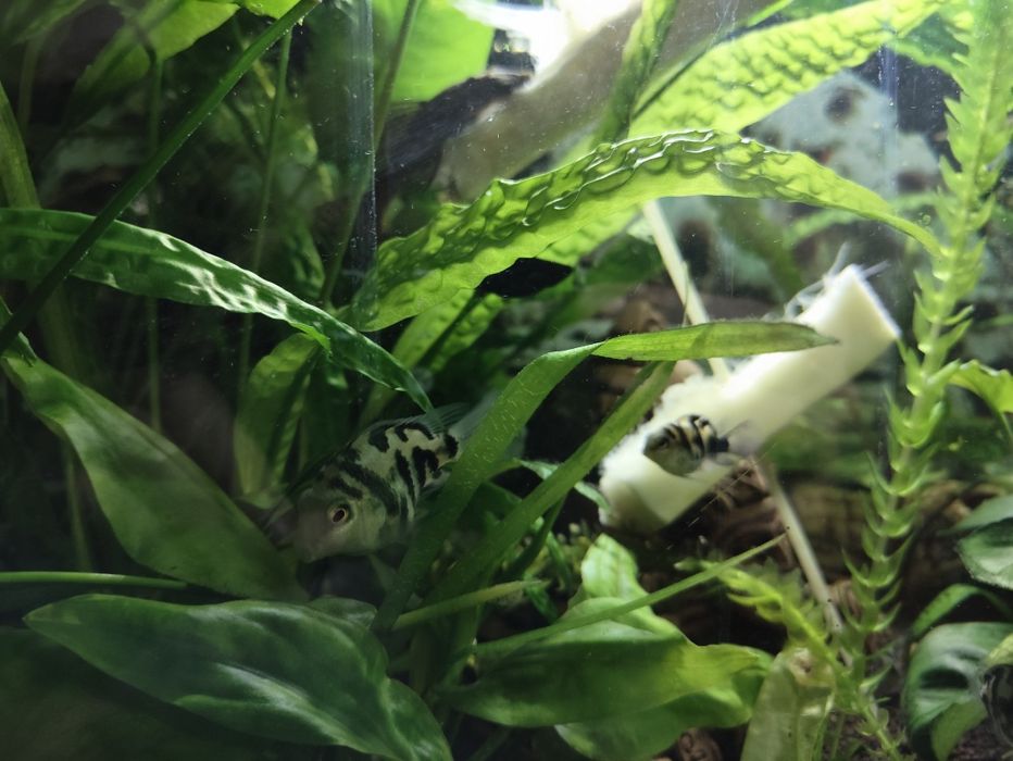 Сапфировые попугаи