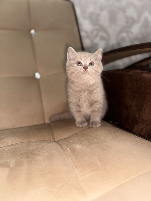 Срочно продается скоттиш страйт девочка