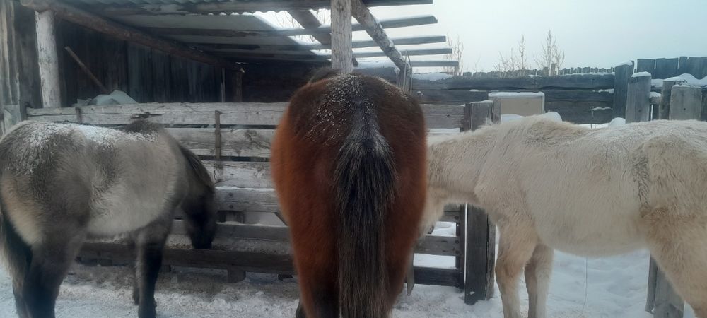 Продается жеребчики