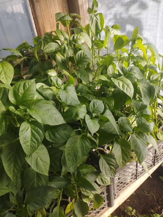 Продам рассаду перцев.доставка