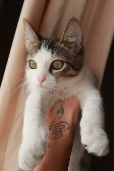 Котенок 3 месяца