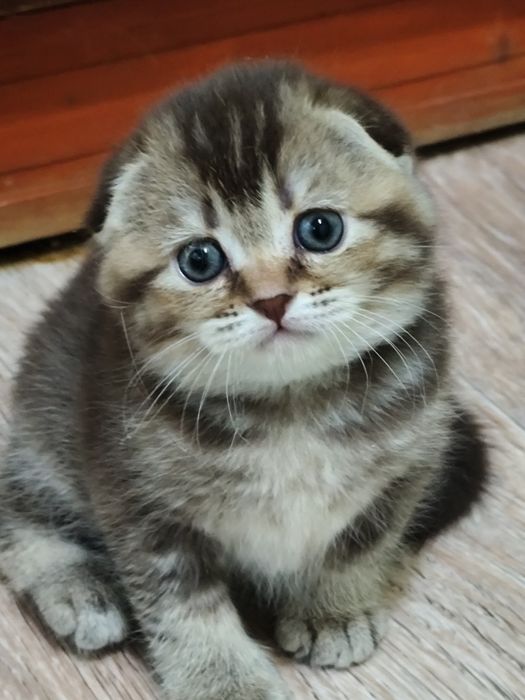Котик породы Скоттиш фолд