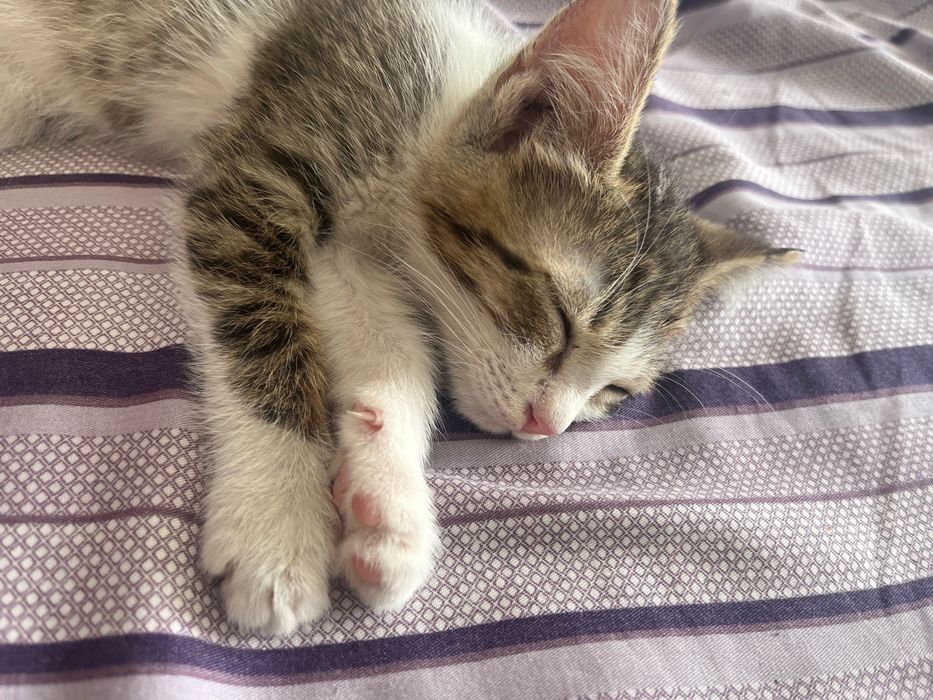 Котенок,4 недели,шустрый мальчик