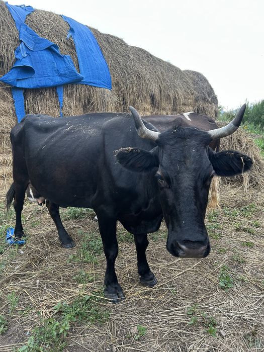 продам коров дойных
