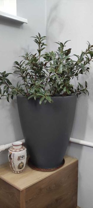 Продам фикус мелколистный