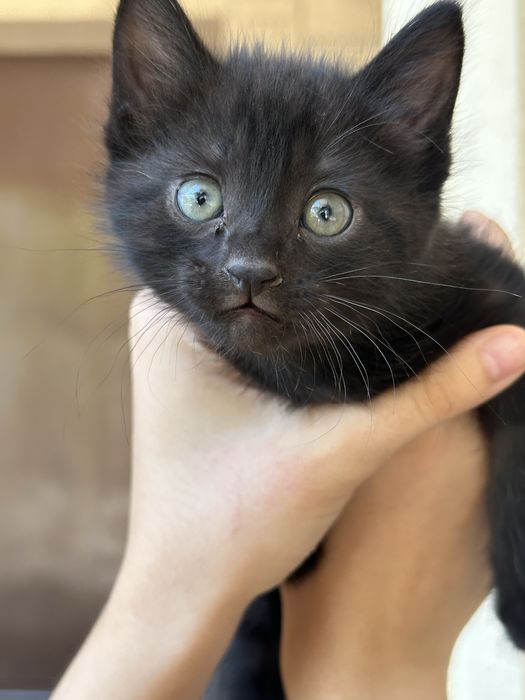Котята ищут любящих хозяев