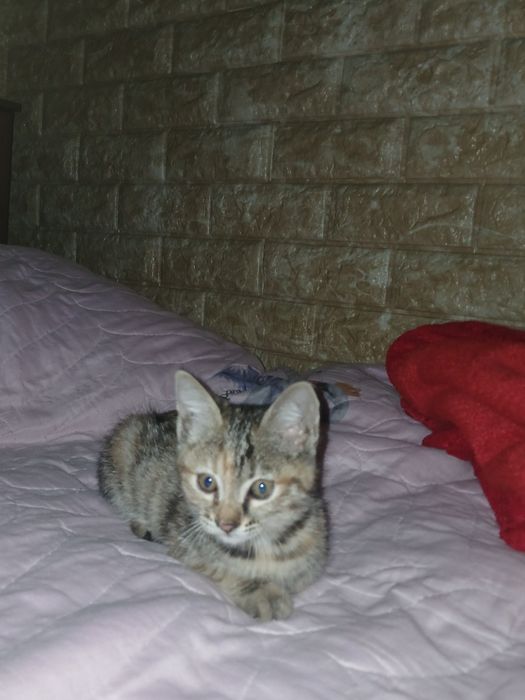 Котёнок отдаётся в добрые и ответственные руки
