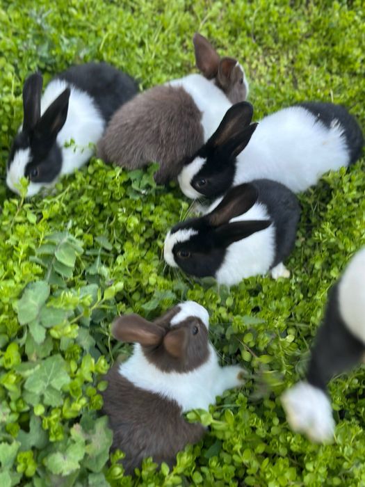 Quyon sotiladi  galand