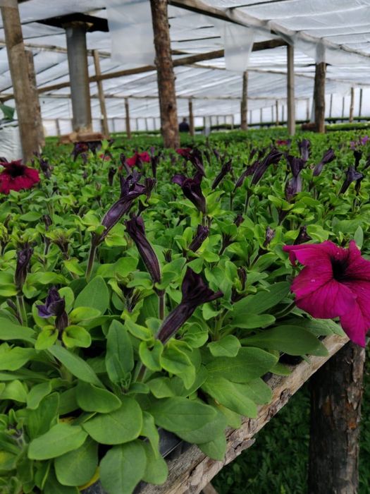 Продажа цветов петуния