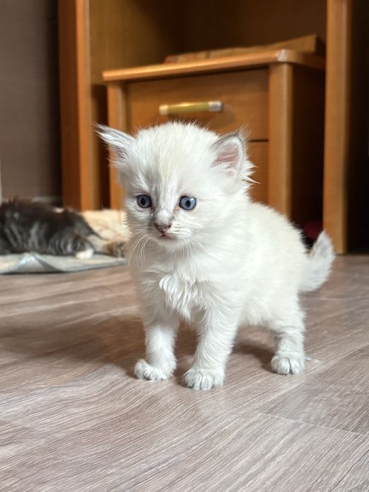 Продается кошки цена 10 тыс